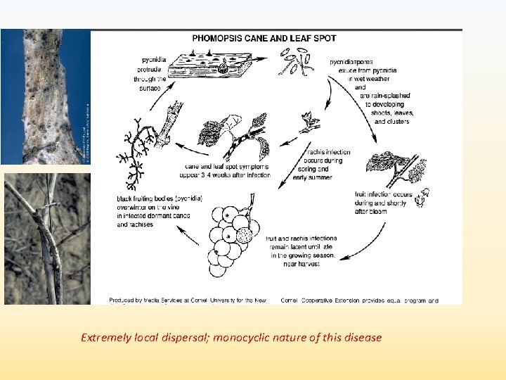 Extremely local dispersal; monocyclic nature of this disease 