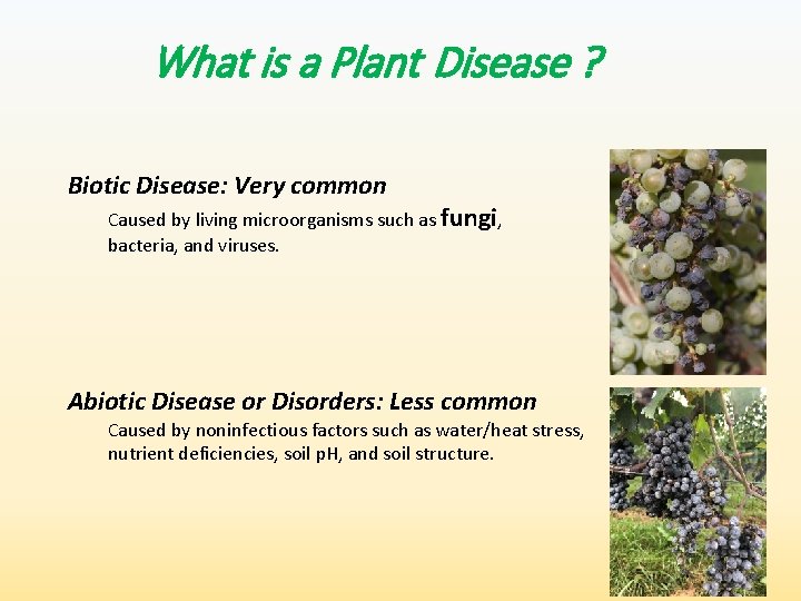 What is a Plant Disease ? Biotic Disease: Very common Caused by living microorganisms