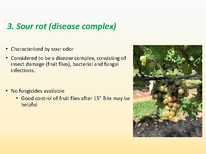 3. Sour rot (disease complex) • Characterized by sour odor • Considered to be