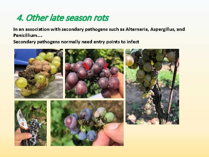 4. Other late season rots In an association with secondary pathogens such as Alternaria,