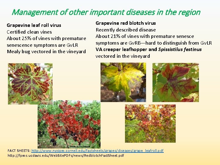 Management of other important diseases in the region Grapevine leaf roll virus Certified clean