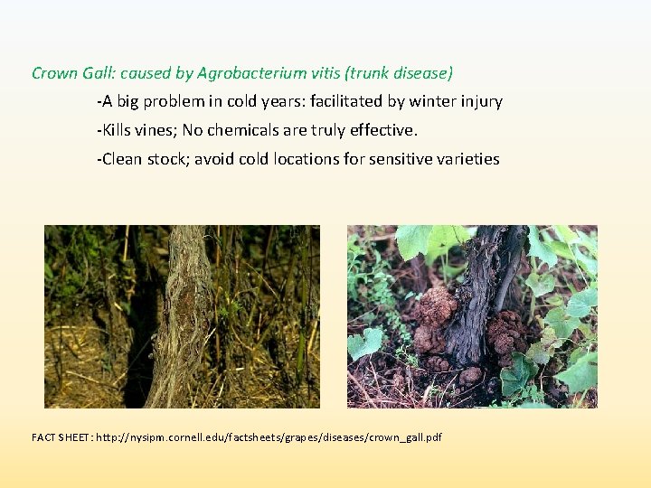 Crown Gall: caused by Agrobacterium vitis (trunk disease) -A big problem in cold years: