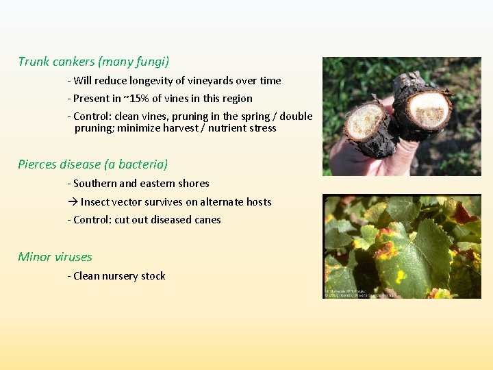 Trunk cankers (many fungi) - Will reduce longevity of vineyards over time - Present