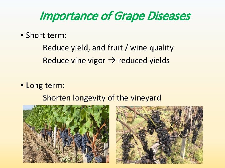 Importance of Grape Diseases • Short term: Reduce yield, and fruit / wine quality