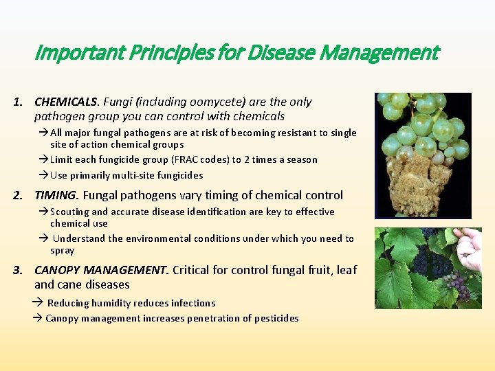 Important Principles for Disease Management 1. CHEMICALS. Fungi (including oomycete) are the only pathogen