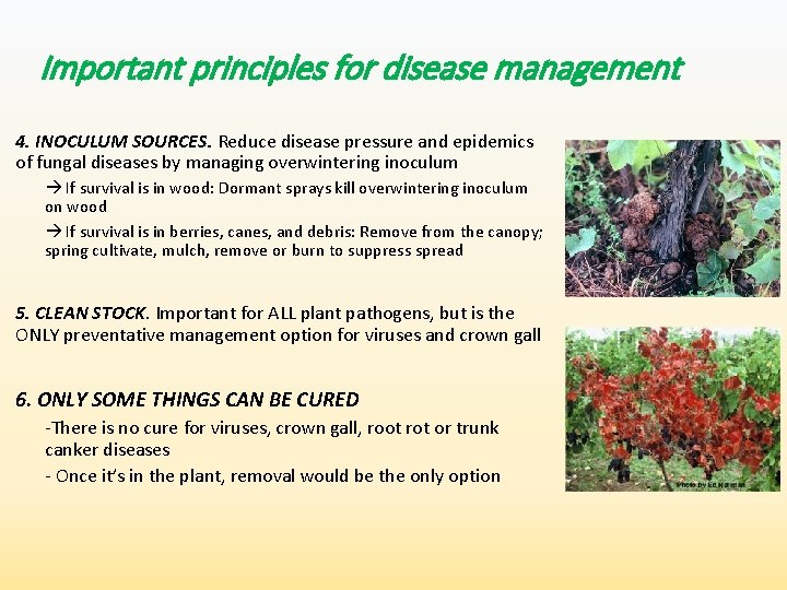 Important principles for disease management 4. INOCULUM SOURCES. Reduce disease pressure and epidemics of