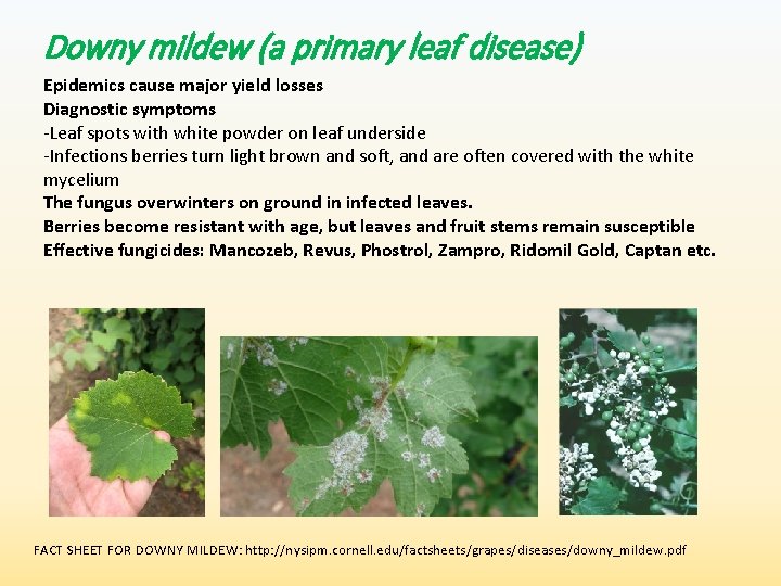 Downy mildew (a primary leaf disease) Epidemics cause major yield losses Diagnostic symptoms -Leaf