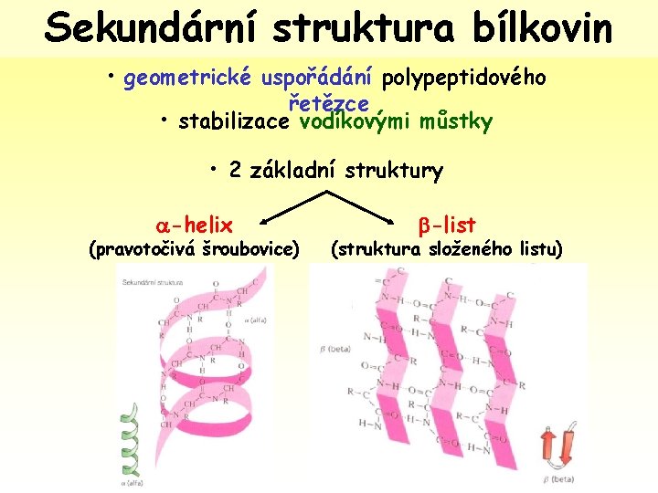 Sekundární struktura bílkovin • geometrické uspořádání polypeptidového řetězce • stabilizace vodíkovými můstky • 2