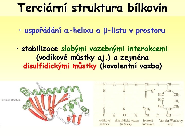 Terciární struktura bílkovin • uspořádání -helixu a -listu v prostoru • stabilizace slabými vazebnými