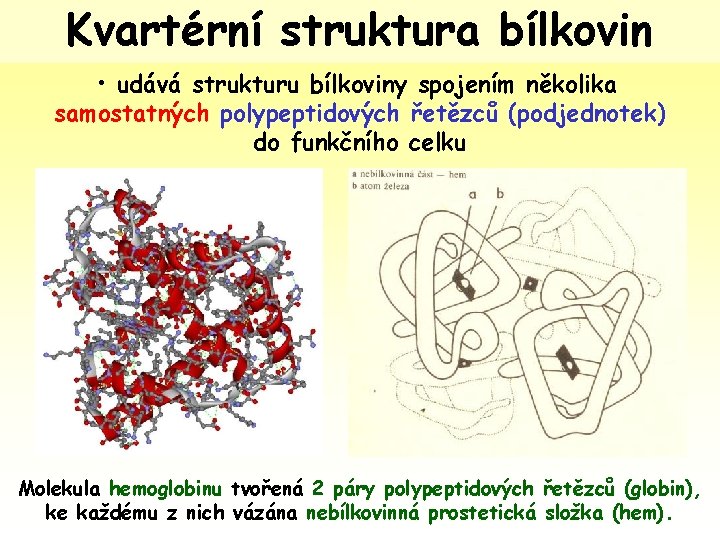 Kvartérní struktura bílkovin • udává strukturu bílkoviny spojením několika samostatných polypeptidových řetězců (podjednotek) do