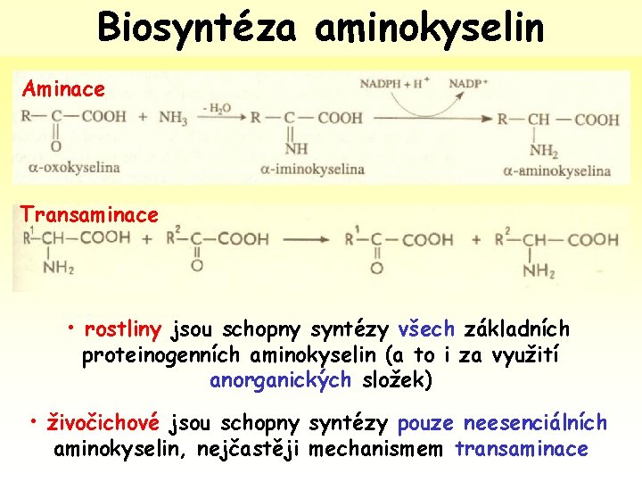 Biosyntéza aminokyselin Aminace Transaminace • rostliny jsou schopny syntézy všech základních proteinogenních aminokyselin (a