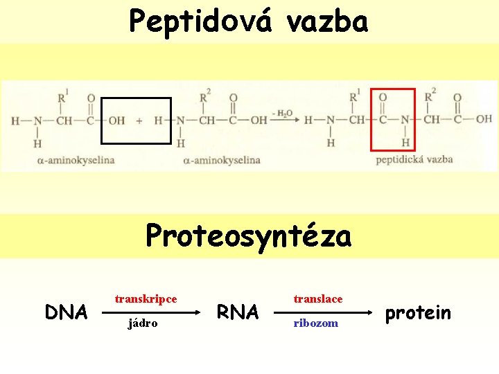 Peptidová vazba Proteosyntéza DNA transkripce jádro RNA translace ribozom protein 