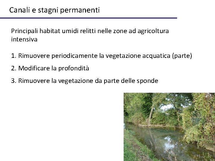 Canali e stagni permanenti Principali habitat umidi relitti nelle zone ad agricoltura intensiva 1.