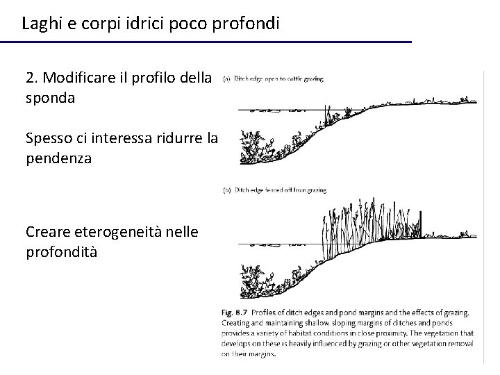 Laghi e corpi idrici poco profondi 2. Modificare il profilo della sponda Spesso ci