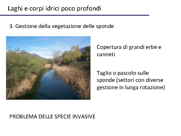 Laghi e corpi idrici poco profondi 3. Gestione della vegetazione delle sponde Copertura di