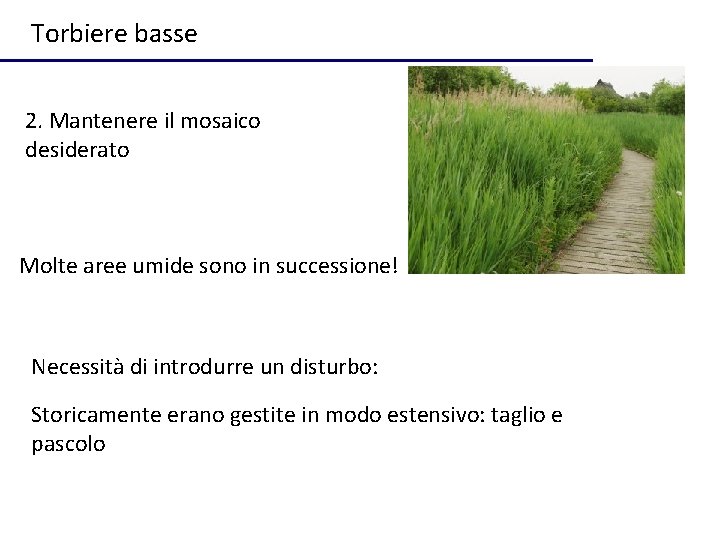 Torbiere basse 2. Mantenere il mosaico desiderato Molte aree umide sono in successione! Necessità