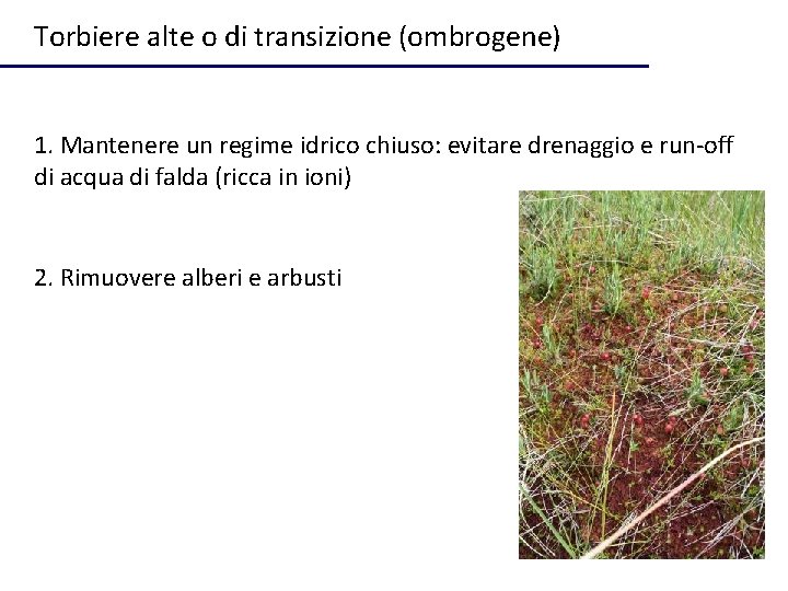 Torbiere alte o di transizione (ombrogene) 1. Mantenere un regime idrico chiuso: evitare drenaggio