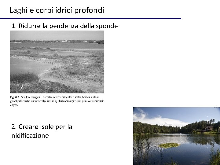 Laghi e corpi idrici profondi 1. Ridurre la pendenza della sponde 2. Creare isole