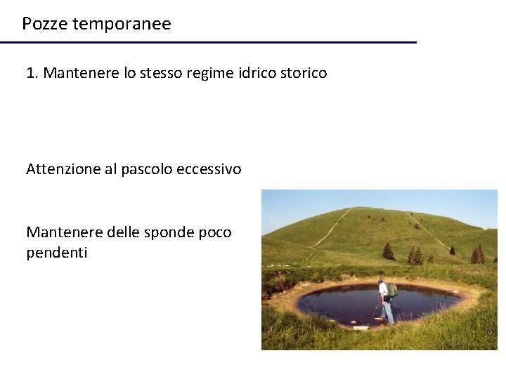 Pozze temporanee 1. Mantenere lo stesso regime idrico storico Attenzione al pascolo eccessivo Mantenere