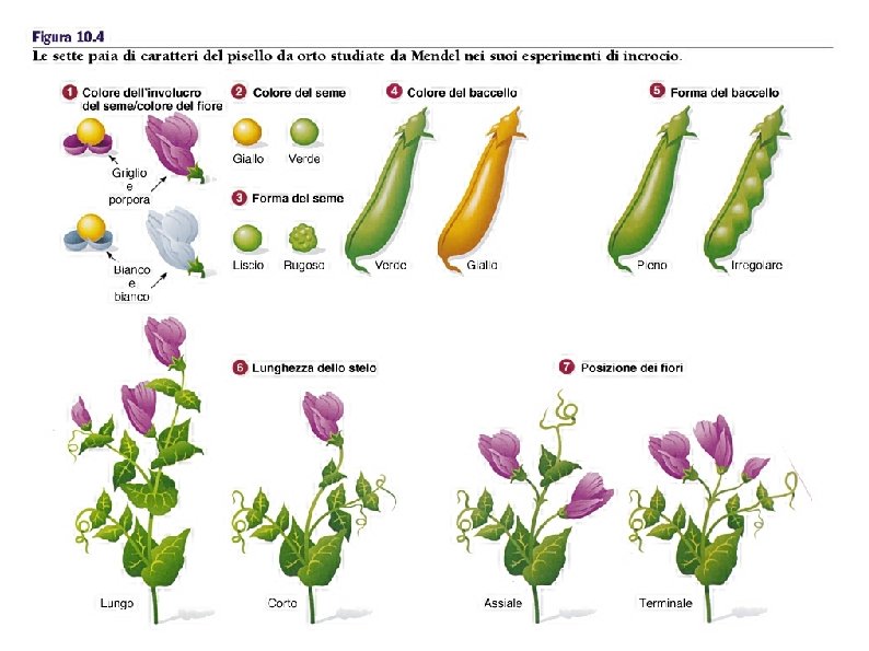 Gli strumenti della ricerca di Mendel • Il controllo dell’impollinazione • La scelta dei