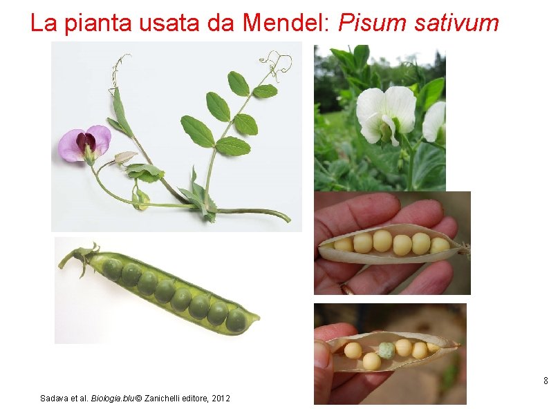 La pianta usata da Mendel: Pisum sativum 8 Sadava et al. Biologia. blu ©