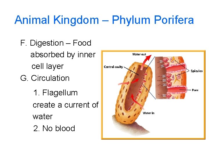 Animal Kingdom – Phylum Porifera F. Digestion – Food absorbed by inner cell layer