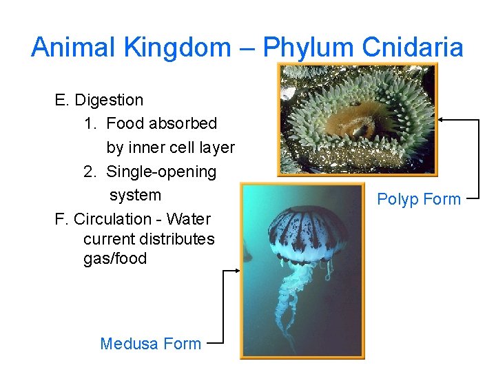 Animal Kingdom – Phylum Cnidaria E. Digestion 1. Food absorbed by inner cell layer