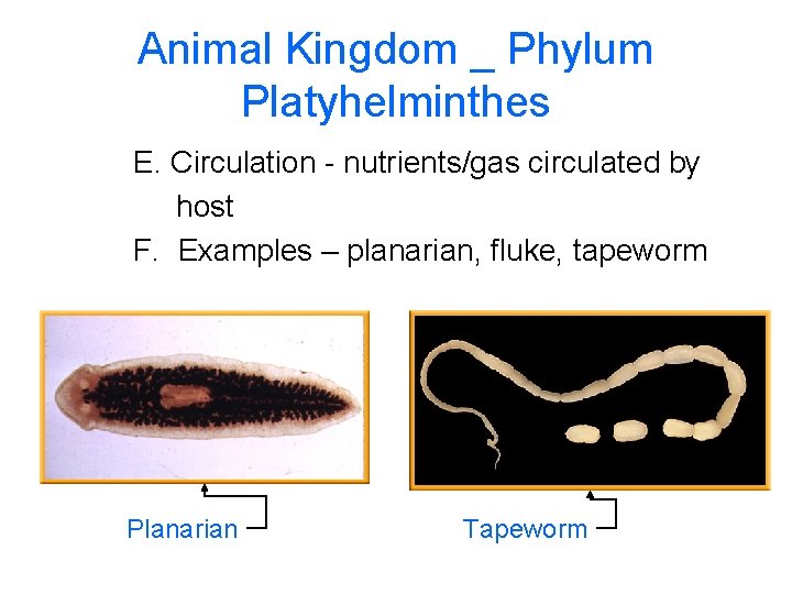 Animal Kingdom _ Phylum Platyhelminthes E. Circulation - nutrients/gas circulated by host F. Examples