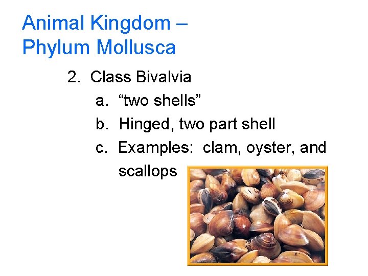 Animal Kingdom – Phylum Mollusca 2. Class Bivalvia a. “two shells” b. Hinged, two