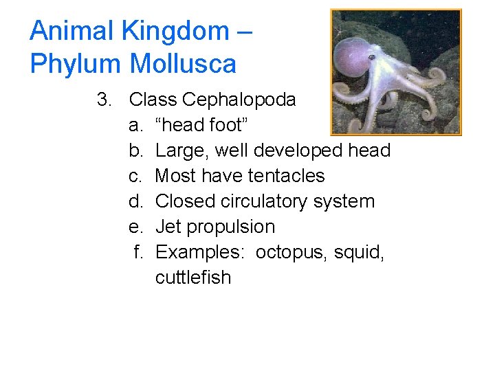 Animal Kingdom – Phylum Mollusca 3. Class Cephalopoda a. “head foot” b. Large, well