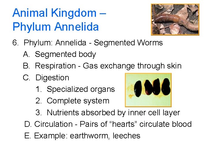 Animal Kingdom – Phylum Annelida 6. Phylum: Annelida - Segmented Worms A. Segmented body