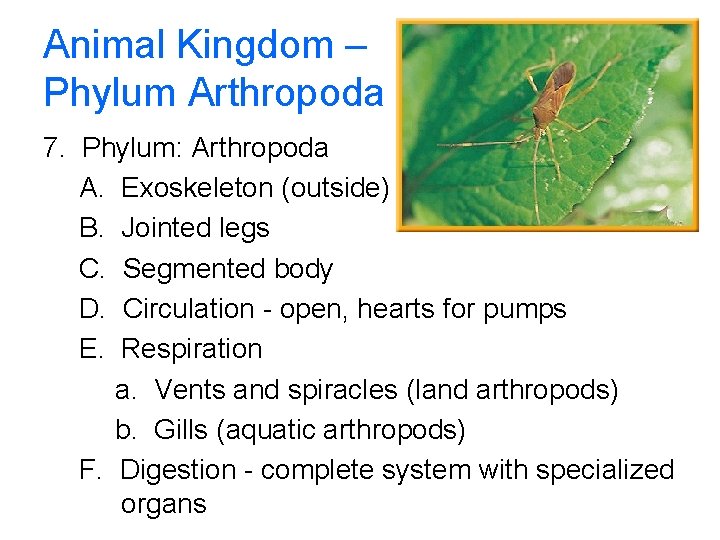 Animal Kingdom – Phylum Arthropoda 7. Phylum: Arthropoda A. Exoskeleton (outside) B. Jointed legs