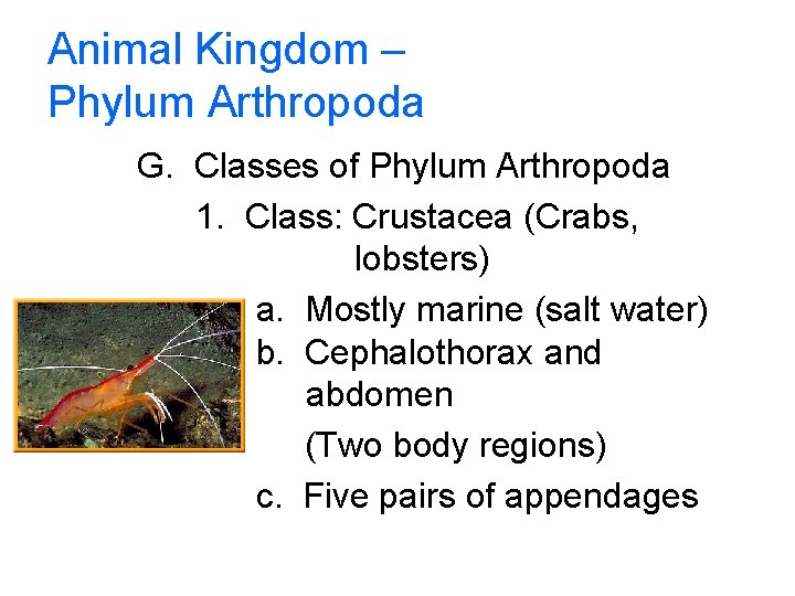 Animal Kingdom – Phylum Arthropoda G. Classes of Phylum Arthropoda 1. Class: Crustacea (Crabs,