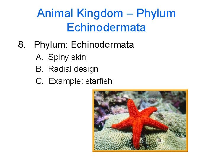 Animal Kingdom – Phylum Echinodermata 8. Phylum: Echinodermata A. Spiny skin B. Radial design