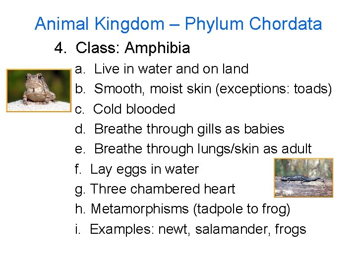 Animal Kingdom – Phylum Chordata 4. Class: Amphibia a. Live in water and on