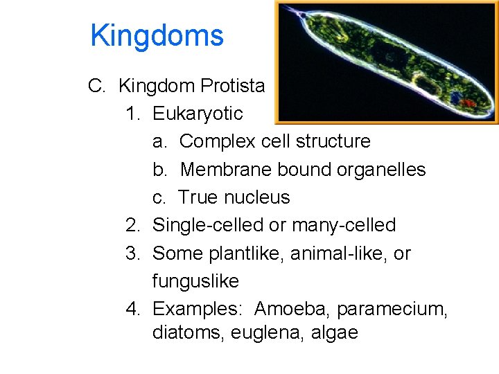 Kingdoms C. Kingdom Protista 1. Eukaryotic a. Complex cell structure b. Membrane bound organelles
