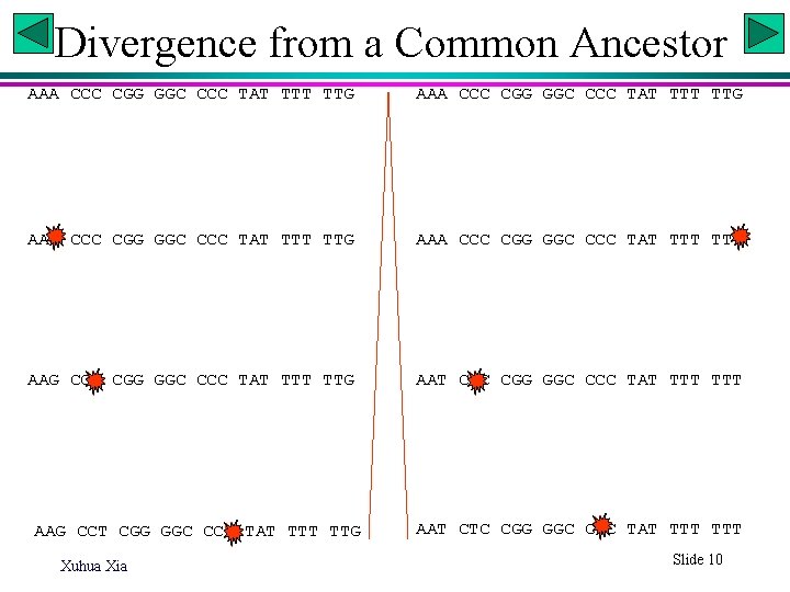 Divergence from a Common Ancestor AAA CCC CGG GGC CCC TAT TTT TTG AAG