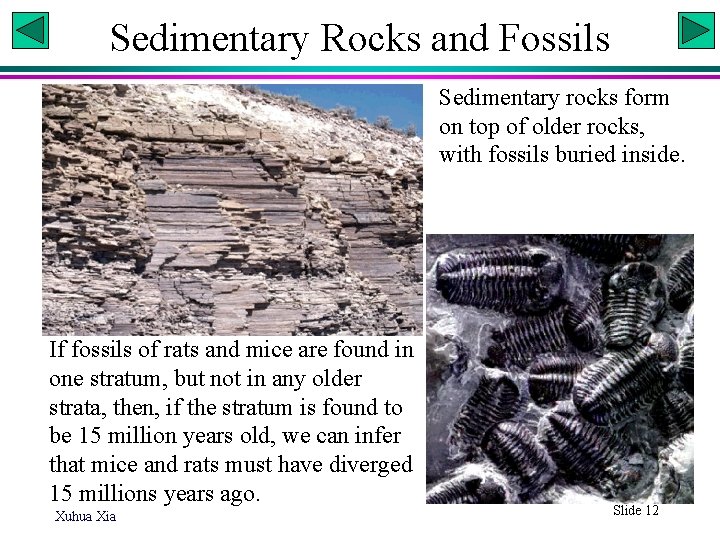 Sedimentary Rocks and Fossils Sedimentary rocks form on top of older rocks, with fossils