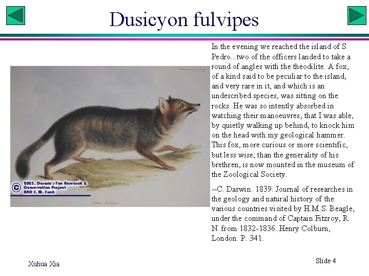 Dusicyon fulvipes In the evening we reached the island of S. Pedro. . .