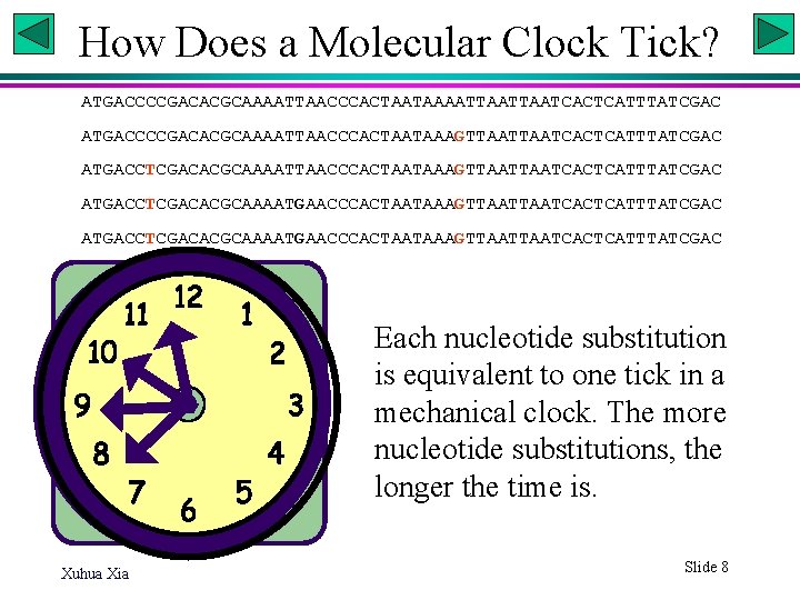 How Does a Molecular Clock Tick? ATGACCCCGACACGCAAAATTAACCCACTAATAAAATTAATCACTCATTTATCGAC ATGACCCCGACACGCAAAATTAACCCACTAATAAAGTTAATTAATCACTCATTTATCGAC ATGACCTCGACACGCAAAATGAACCCACTAATAAAGTTAATCACTCATTTATCGAC Each nucleotide substitution is equivalent