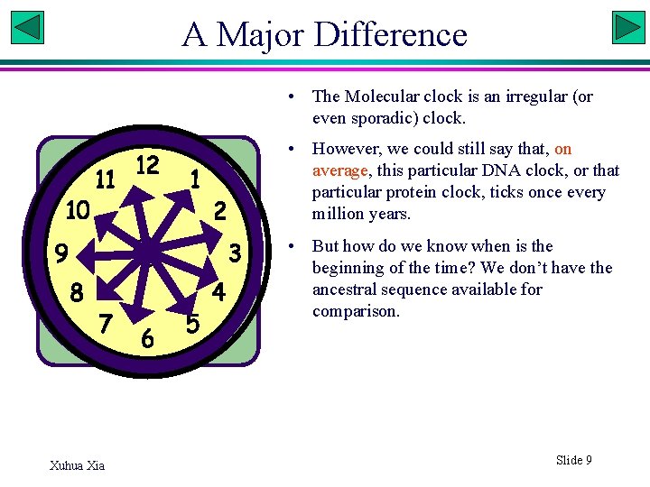 A Major Difference • The Molecular clock is an irregular (or even sporadic) clock.