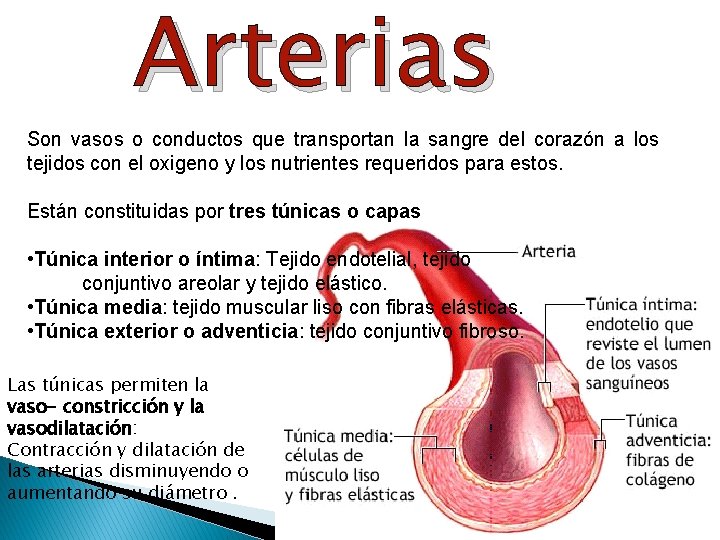 Arterias Son vasos o conductos que transportan la sangre del corazón a los tejidos