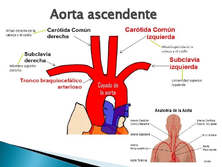 Aorta ascendente 