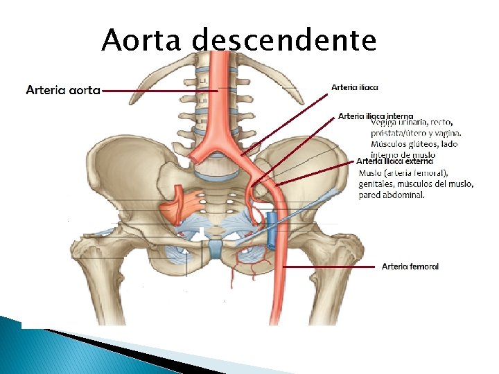 Aorta descendente 