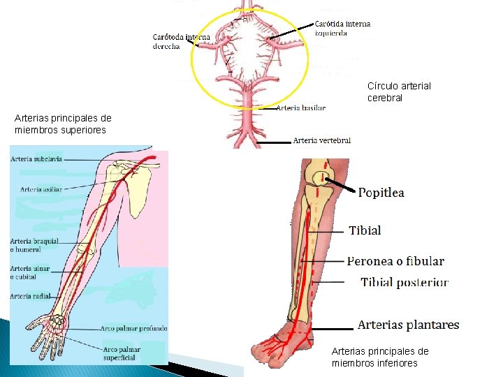 Círculo arterial cerebral Arterias principales de miembros superiores Arterias principales de miembros inferiores 