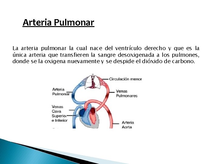 Arteria Pulmonar La arteria pulmonar la cual nace del ventrículo derecho y que es