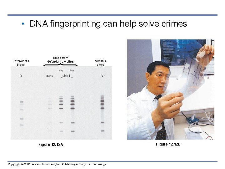  • DNA fingerprinting can help solve crimes Defendant’s blood Blood from defendant’s clothes