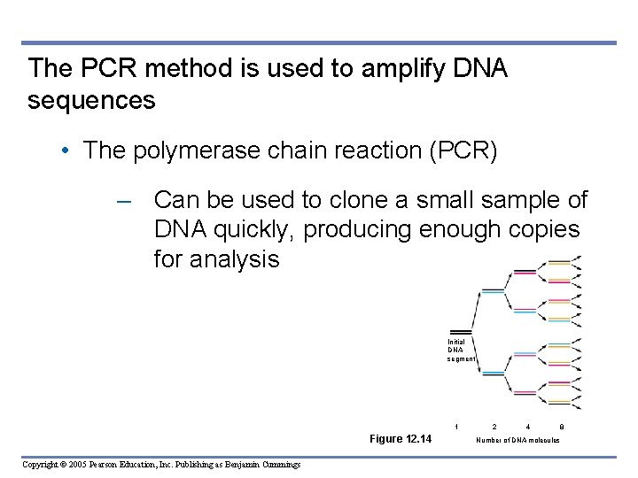 The PCR method is used to amplify DNA sequences • The polymerase chain reaction The PCR method is used to amplify DNA sequences • The polymerase chain reaction