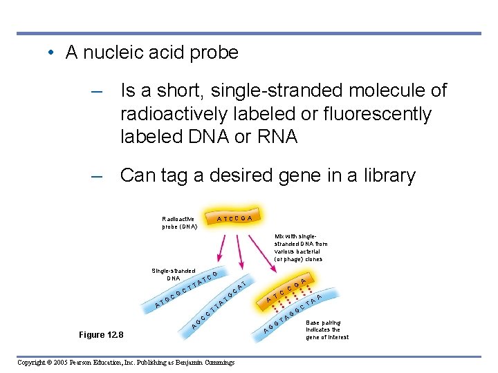  • A nucleic acid probe – Is a short, single-stranded molecule of radioactively