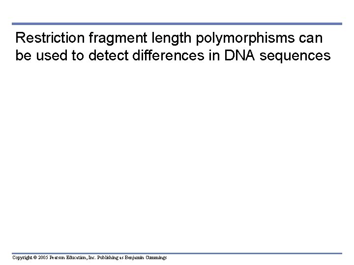 Restriction fragment length polymorphisms can be used to detect differences in DNA sequences Copyright